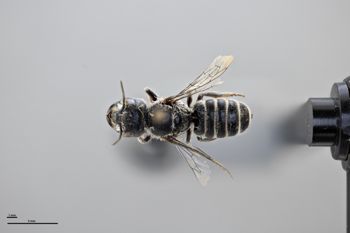 Media type: image;   Entomology 790896 Aspect: habitus dorsal view
